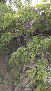 garden 6