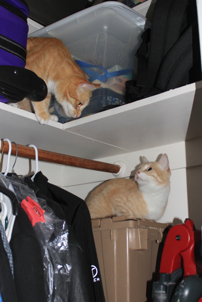 Our cats Chris and Frankie in the closet