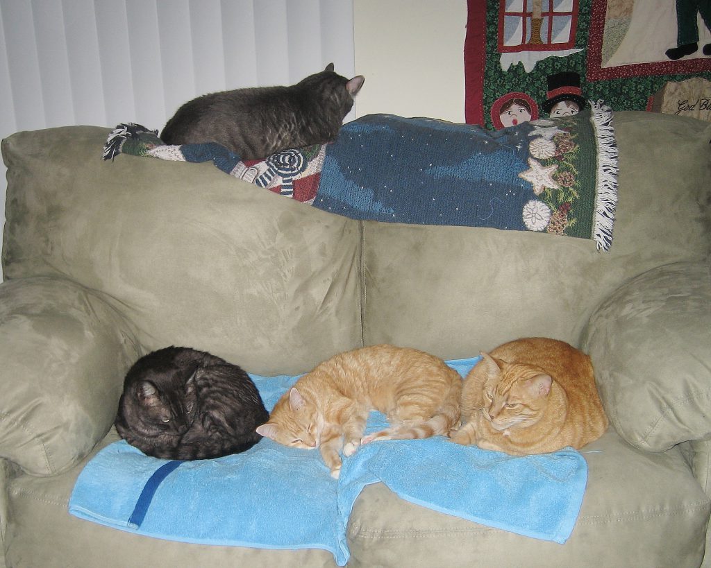 Cats Abbey, Alex, Chris and Tigger