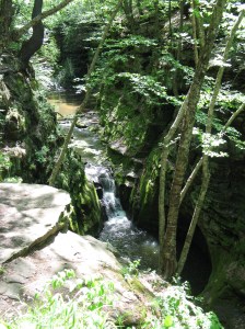 Pewitts Nest 041