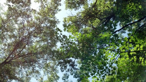 IMG_20130705_110615_761