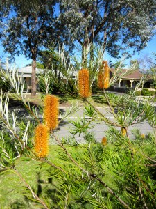 Another Banksia