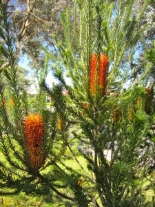 Banksia tree