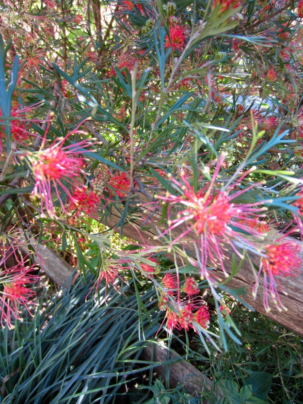 Another Grevillea, bird's paradise