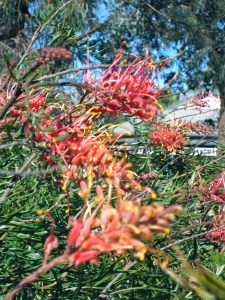 Grevillea, a plant the birds adore