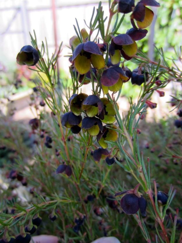 Boronia has a fantastic perfume
