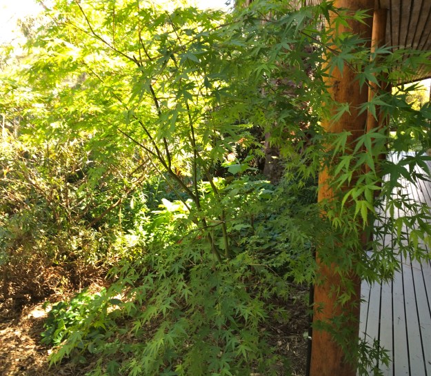 Welcome new leaves