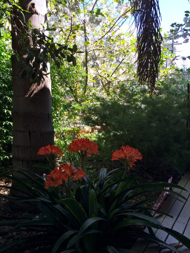 Shade loving Clivia