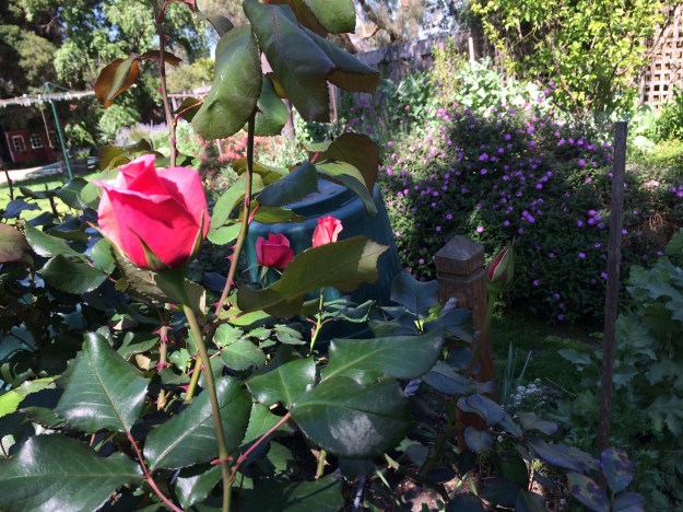 First rose of spring