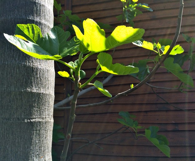 Fig leaves returning