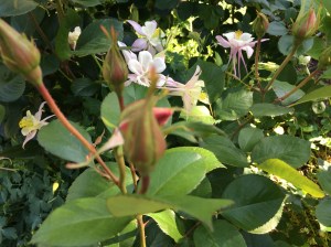 Aquilegia, or Granny bonnets amongst 'Seduction' rose buds.