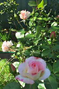 Rose 'Seduction'