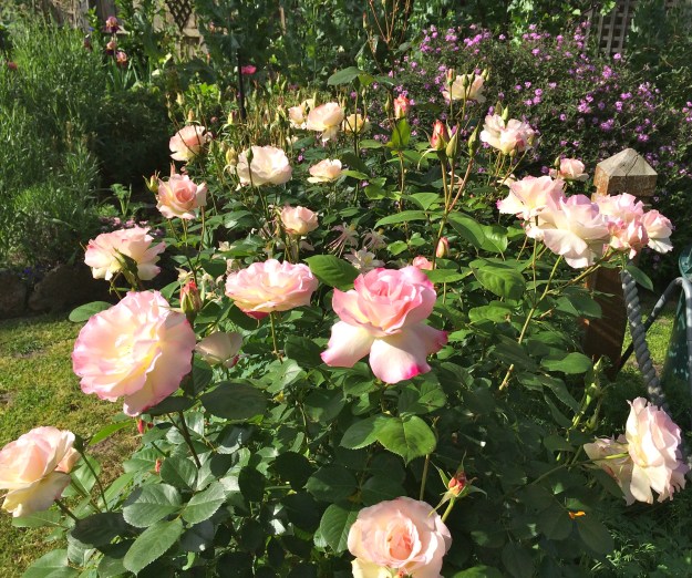 'Seduction' rose