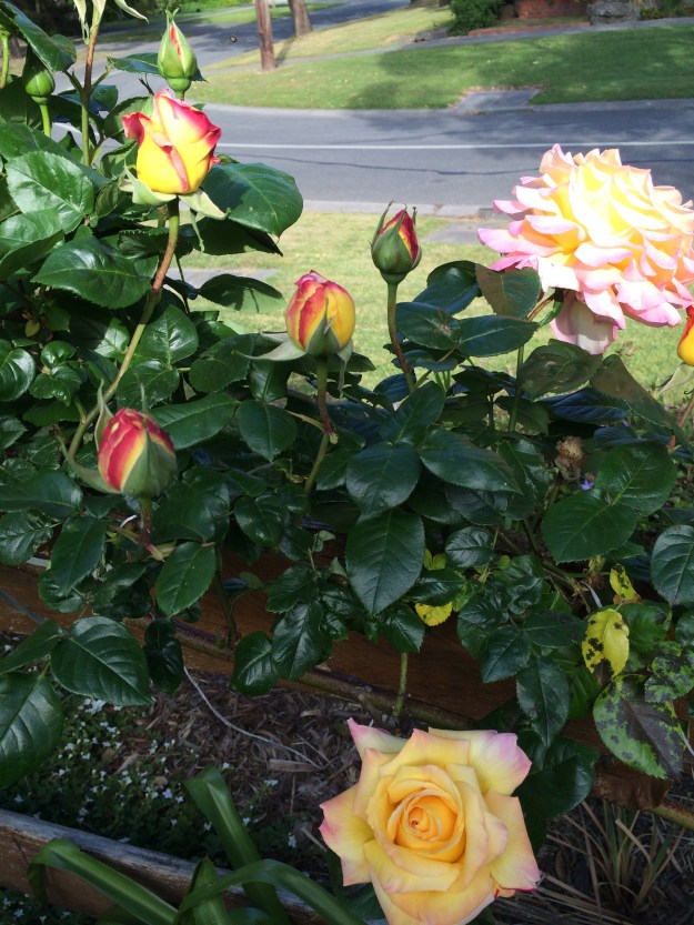 Apologies for the black spot on the climbing Peace rose