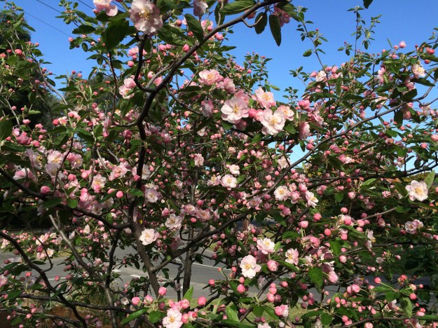 Crabapple in memory of Brenda