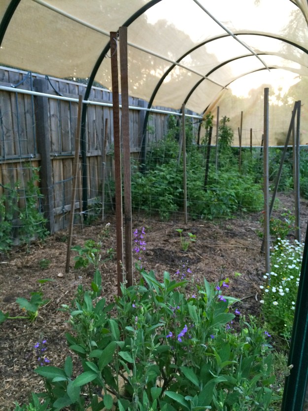 Shade house complete and vegetables planted