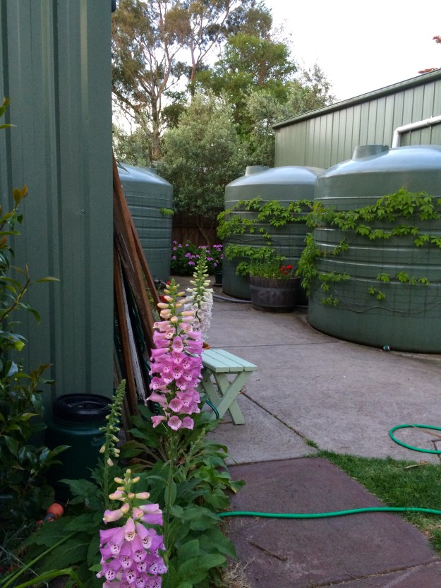 3x10,000 litre tanks getting covered by Virginia creeper