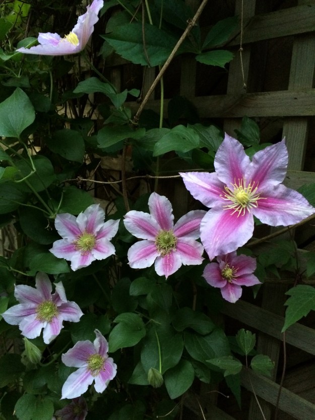 Clematis