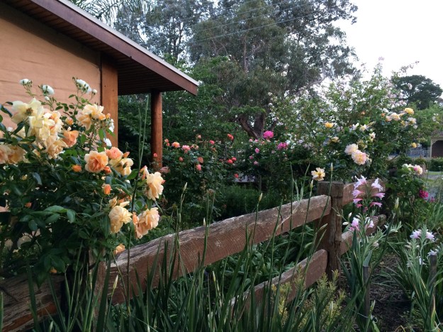 Crespuscule climbing rose in foreground