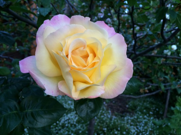 Peace climbing rose