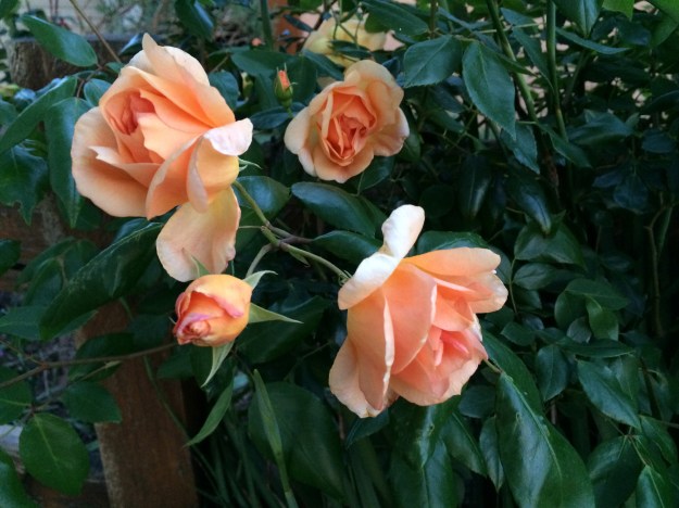 Crepuscule climber