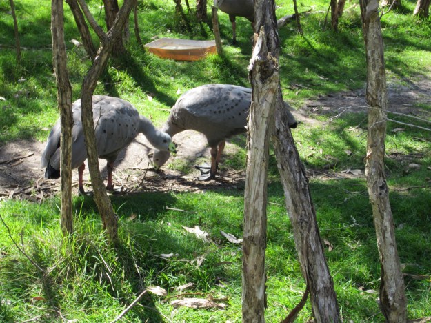 Cape Barren Geese taken in Pearcedale at the Bird Sanctuar