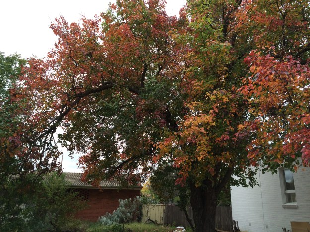 Autumn changes