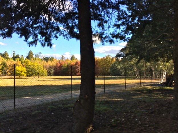 Alright, this is exactly what one shouldn't do, stick a tree in the centre of a photograph. I was trying to be quick to catch the kangaroos, that I didn't see the tree.