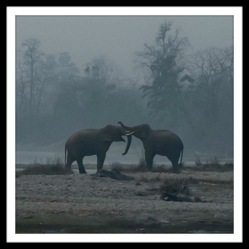 Alphabet Project E is for Elephant