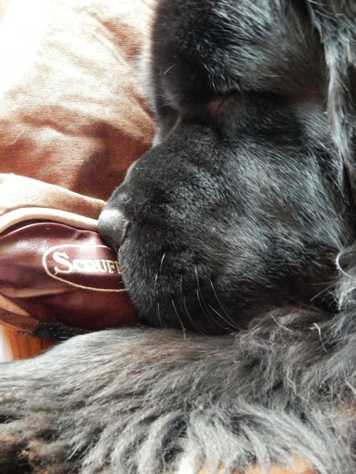 Bunk thinks it is a giant pillow