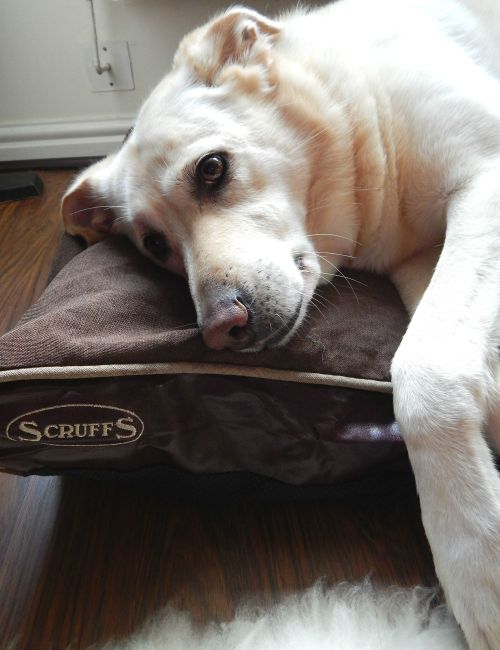 but Lilly knows better...