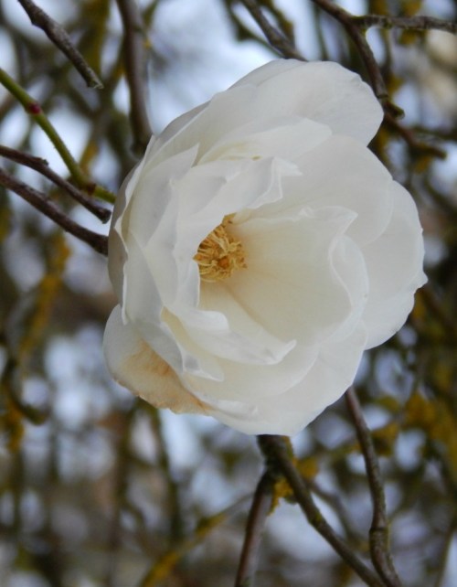 Weekly Photo Challenge - New