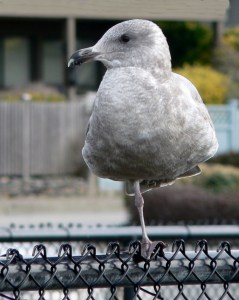Yogi Bird 2
