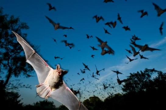 Un gruppo di pipistrelli dalla coda libera messicani vola fuori da una caverna a Mason, in Texas. Fotografia di Joel Sartore, National Geographic Creative