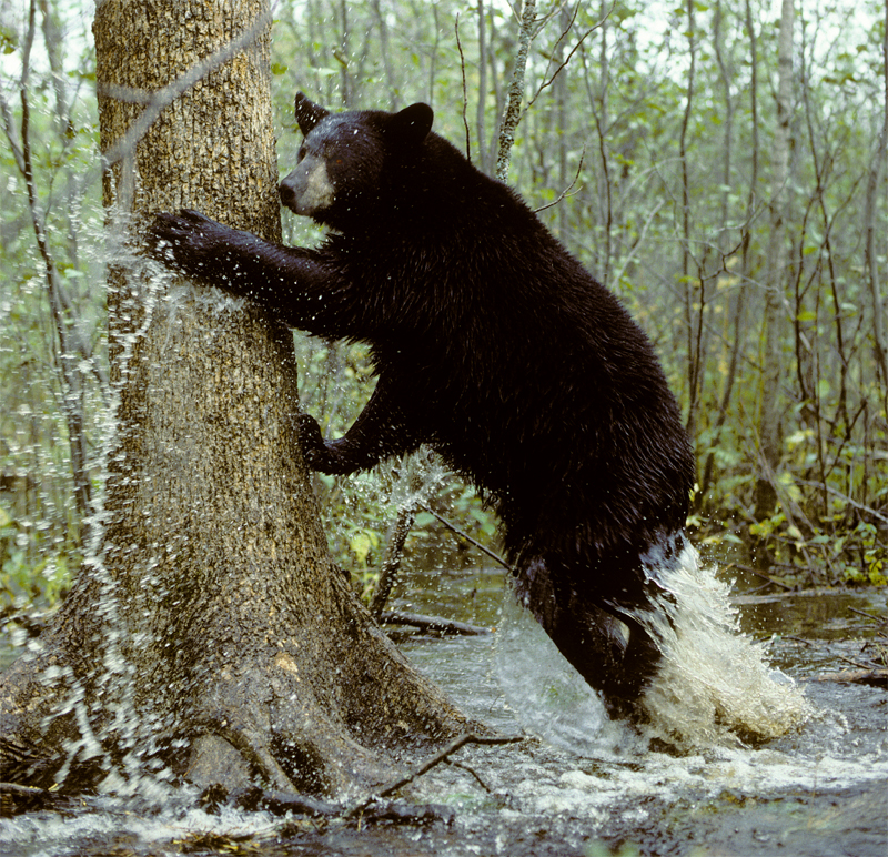 How Do Black Bears Respond to Wind? - North American Bear CenterNorth American Bear Center