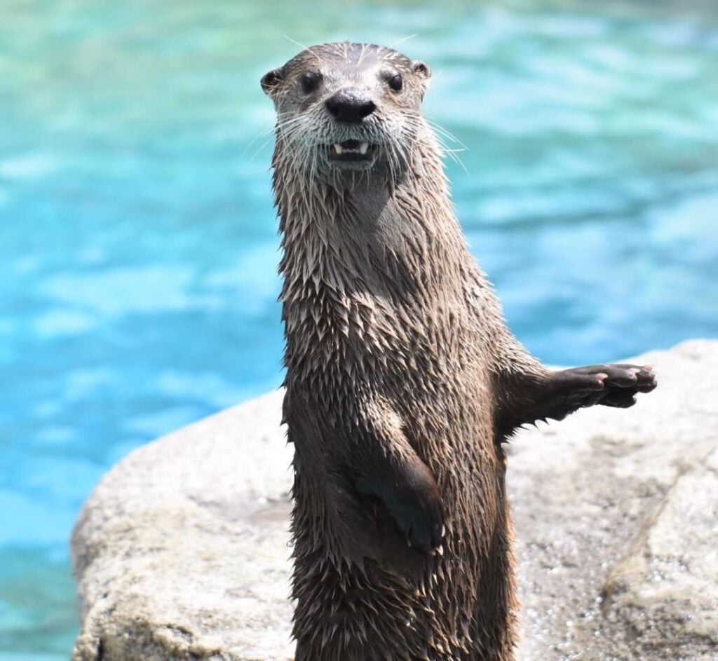 North American River Otter | Bearizona