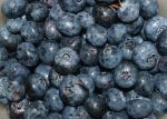 sxc581611_blueberries