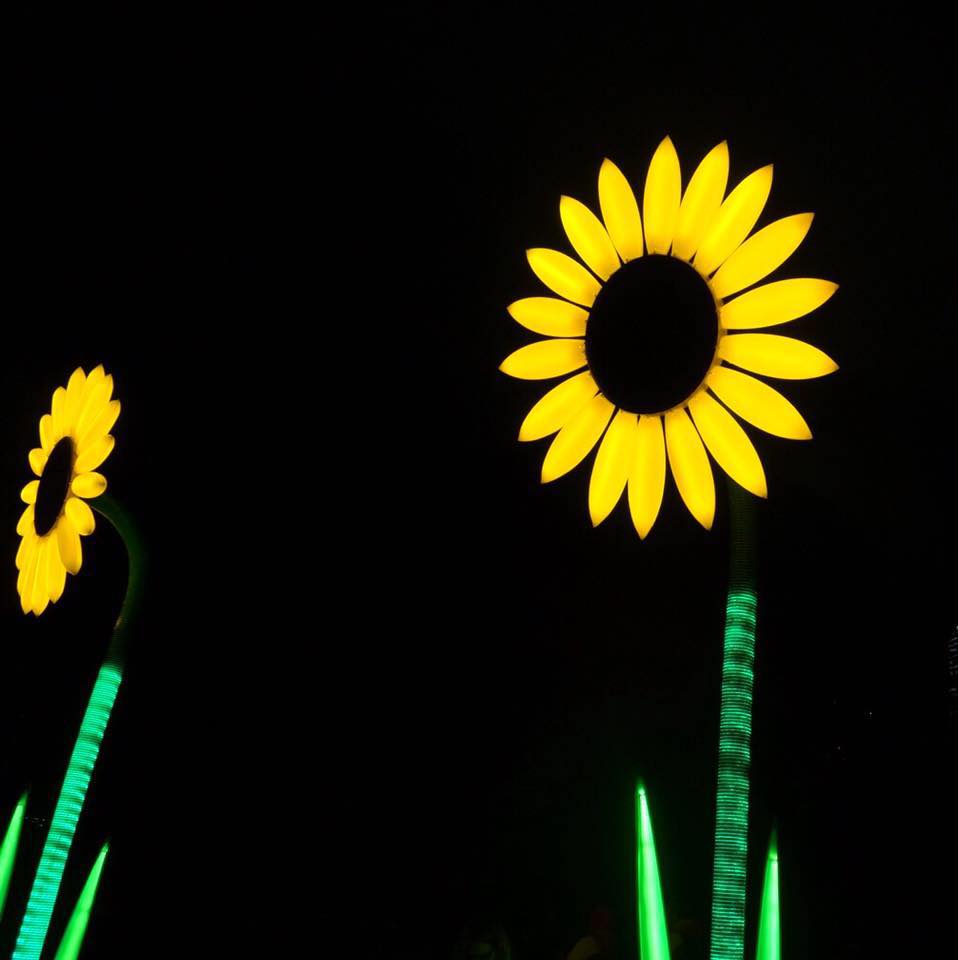 Sunflowers