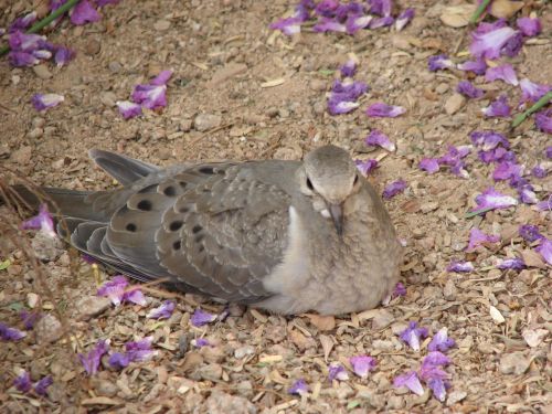 Columbina passerina
