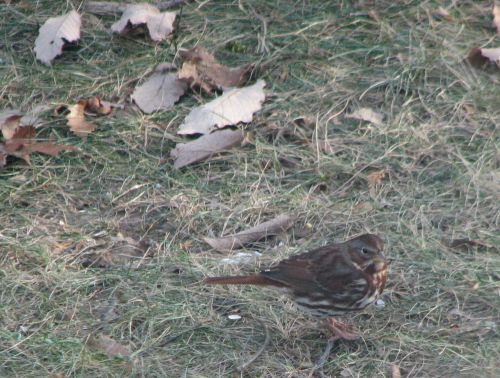 fox-sparrow fox-sparrow