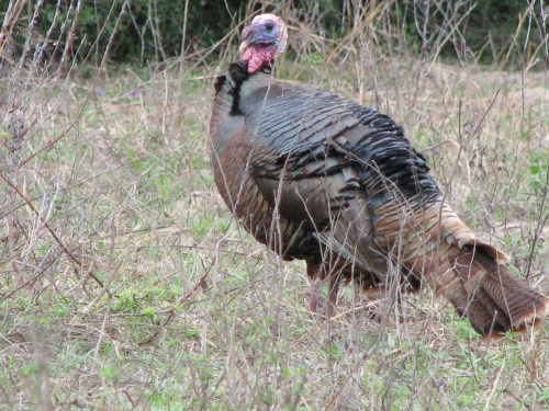 Turkey