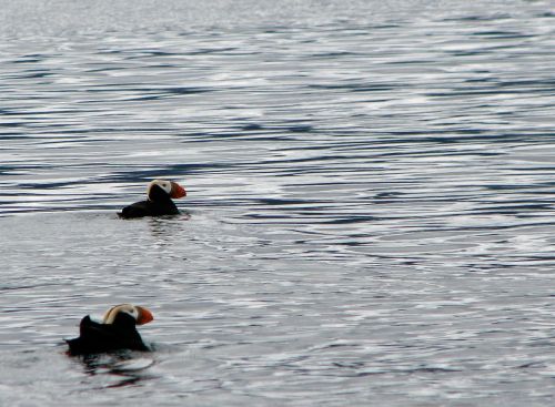 tufted-puffins tufted-puffins