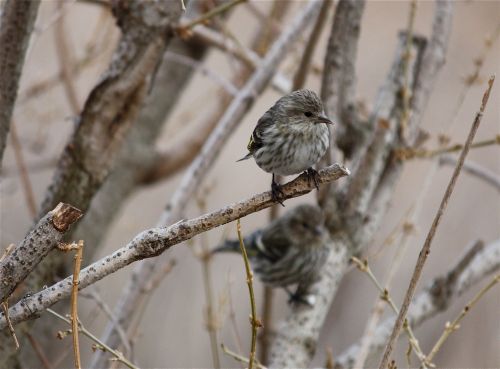 pine-siskin-waiting1 pine-siskin-waiting1