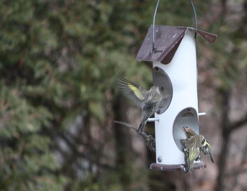 green-morph-pine-siskin green-morph-pine-siskin
