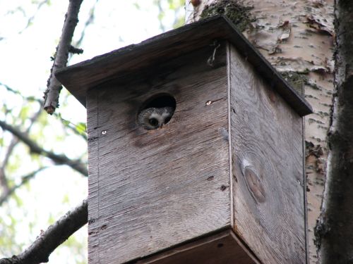 Owl Nest box Owl Nest box