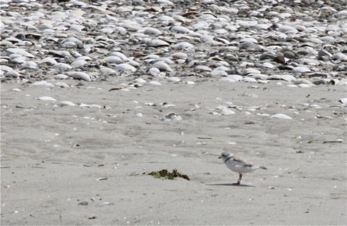 Piping plover Piping plover