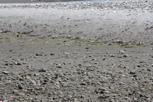 Rocky beach Rocky beach