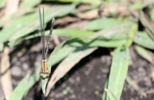 brown damselfly brown damselfly