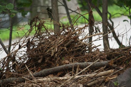 brushpile brushpile