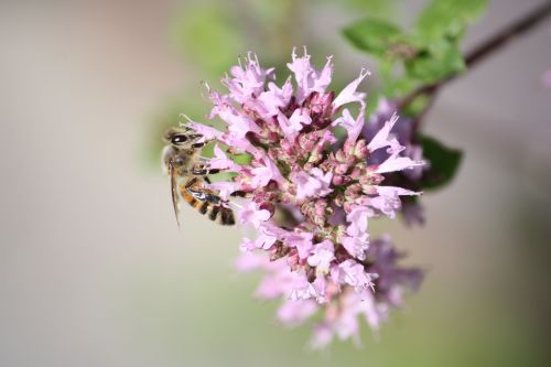 honey bee honey bee